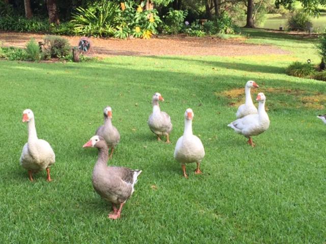 Maleny Lake Cottages Extérieur photo